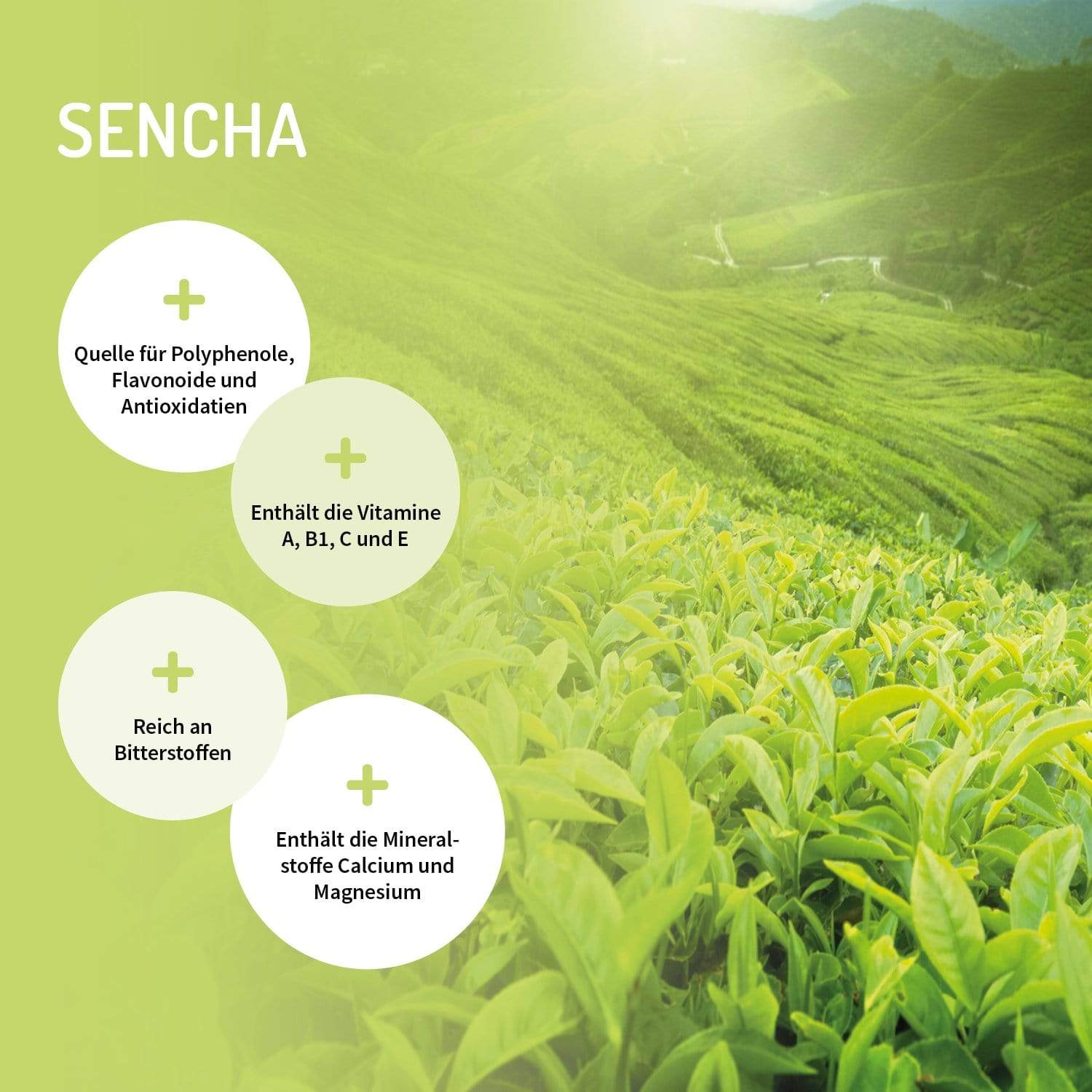 polyphenole flavonoide antioxidantien bitterstoffe